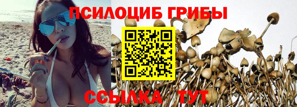 Галлюциногенные грибы GOLDEN TEACHER  Галлюциногенные грибы Magic Shrooms  Курчалой  Вход с VPN 